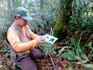 Memasang kamera trap pada salah satu pohon di kawasan TNGHS.*